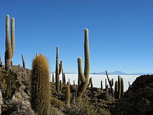 Archivo:Cactus en Incahuasi