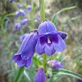 Campanita morada (Penstemon gentianoides)