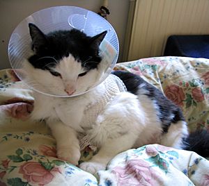 Archivo:Cat with Elizabethan collar