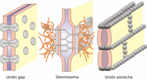 Cell junctions-es.png