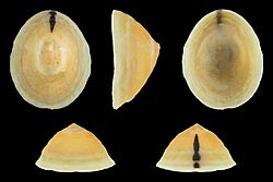 Cellana flava 01.jpg