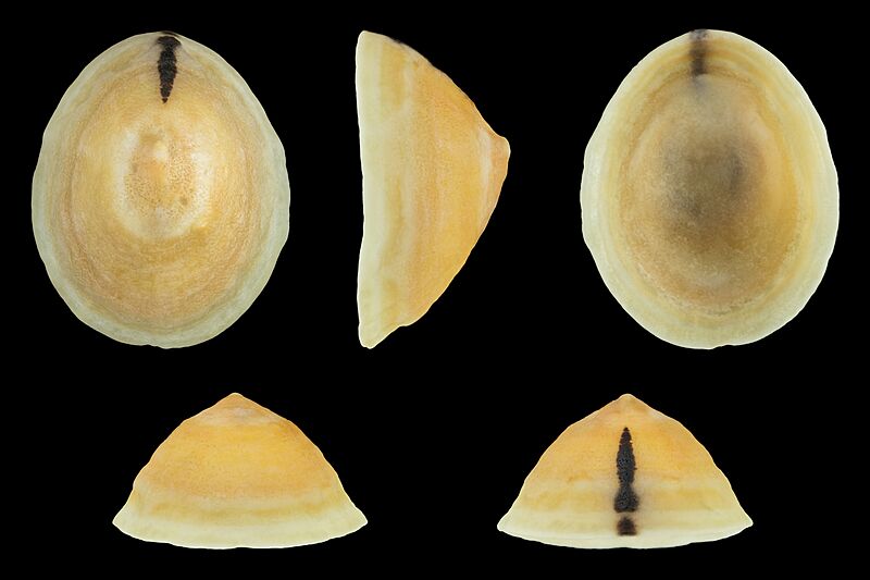 Cellana flava 01