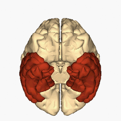 Cerebrum - temporal lobe - inferior view animation.gif
