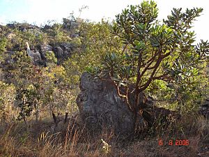 Archivo:Cerrado de Catalão