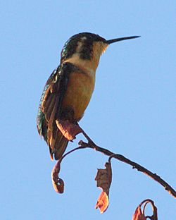 Chaetocercus astreans female.jpg