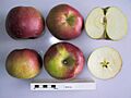 Cross section of Melrose (2), National Fruit Collection (acc. 1952-019)