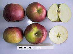 Cross section of Melrose (2), National Fruit Collection (acc. 1952-019).jpg