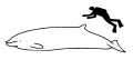 Cuvier's beaked whale size