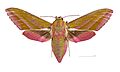 Deilephila elpenor MHNT dos