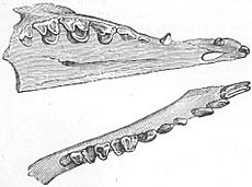 Archivo:Dentition tupaia