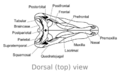 Dimetrodon skull dorsal