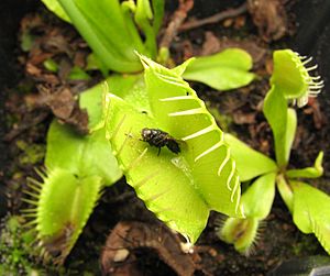 Archivo:Dionaea, fly. 1