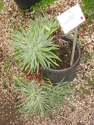 Archivo:Dudleya lanceolata - NBGB - IMG 4453