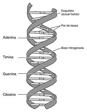 Archivo:Estructura del ADN