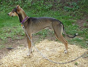 Archivo:Eurohounddog