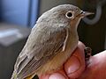 Female Virgina's Warbler