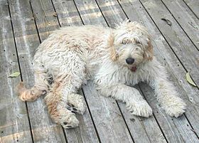 Archivo:Goldendoodle-On-Porch