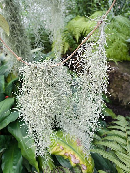 Hanging lichens (14956541092)