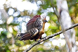 Archivo:Hoatzin