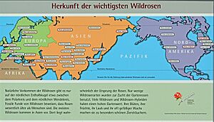 Archivo:Infoschild Herkunft der wichtigsten Wildrosen