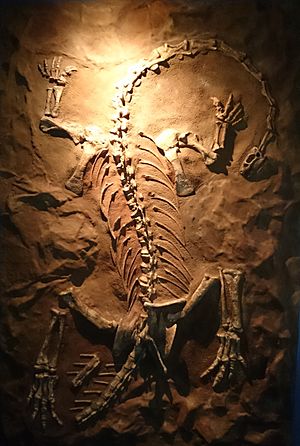 Archivo:Iziko Syntarsus Fossil