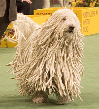 Komondor Westminster Dog Show crop.jpg