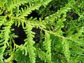 LibocedrusPlumosa