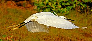 Archivo:Little egret in flight, Tamil Nadu