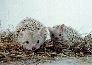 Archivo:Long Eared hedgehog