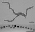 M. gryphiswaldense