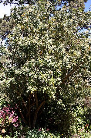 Archivo:Madeira, Palheiro Gardens - Drimys winteri (Canelo) IMG 2292