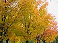 Maples in fall colours, Dutchy.s Hole, Ottawa