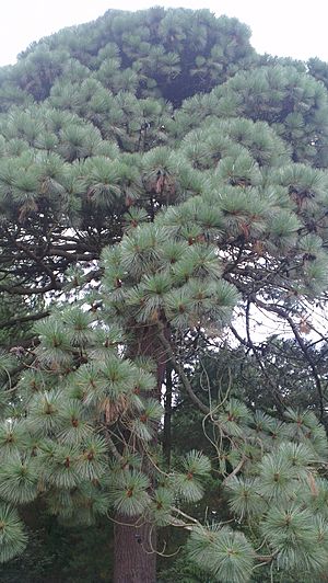 Archivo:Montezuma Pine at Sheffield Park - closer