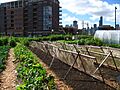 New crops-Chicago urban farm