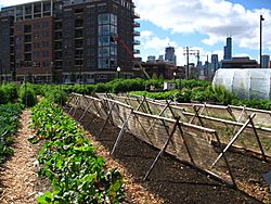 Archivo:New crops-Chicago urban farm