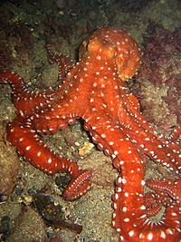 Archivo:Octopus macropus