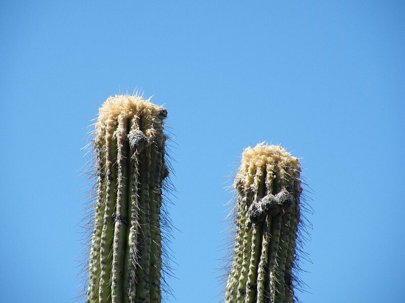 Pachycereus fulviceps (5753609245)