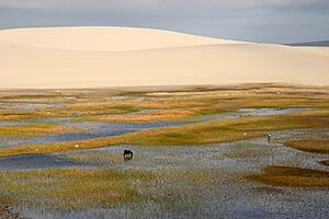Archivo:Parque Nacional dos Lençóis Maranhenses Ilse Klasing Sparovek (3)