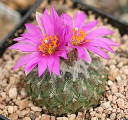 Pelecyphora strobiliformis.jpg
