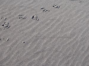 Archivo:Pericoptus truncatus - scarab beetle and bird marks