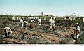 Planting Sugar Cane in Puerto Rico