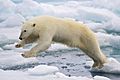 Polar Bear AdF