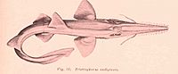 Archivo:Pristiophorus nudipinnis