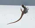 Psammodromus algirus (1)