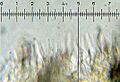 Psilocybe hoogshagenii 178103
