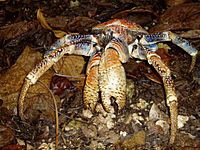 Archivo:Robber crab