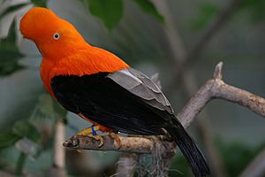 Archivo:Rupicola peruviana (male) -San Diego Zoo-8a