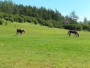 Archivo:Sable Island horses at Shubenacadie Wildlife Park 04