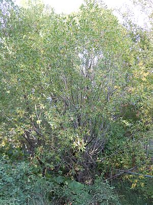 Archivo:Salix lasiandra (5014977438)