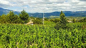Archivo:Siembras de maíz en Vallicopampa